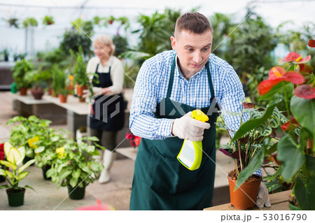 Man gardener is processing flowers with substances in greenhouse. 53016790
