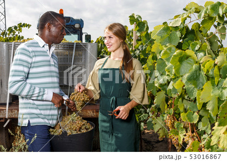 Workers harvesting grapes at vineyard 53016867