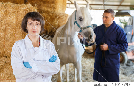 Female veterinarian at horse stable 53017798