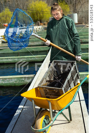 Woman catching sturgeon with landing net Woman catching sturgeon with landing net 53018543