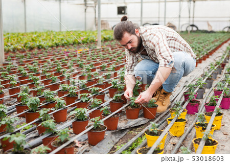 Man gardener working with tomatoes seedling in pots in greenhouse Man gardener working with tomatoes seedling in pots in greenhouse 53018603