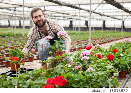 Worker taking care of cranesbill flowers 53018679