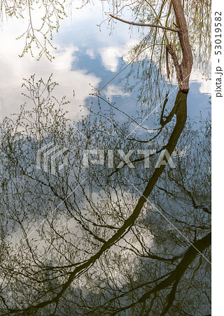 中国 チャイナ 磁器 53019582