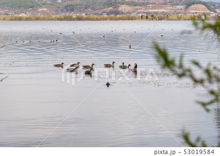 中国 チャイナ 磁器 53019584