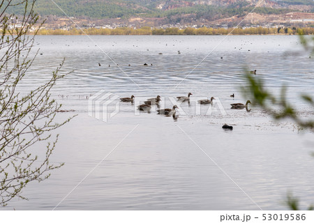 中国 チャイナ 磁器 53019586