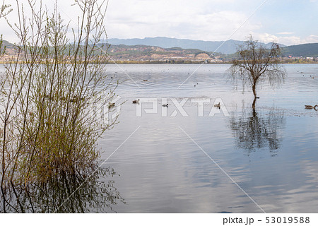 中国 チャイナ 磁器 53019588