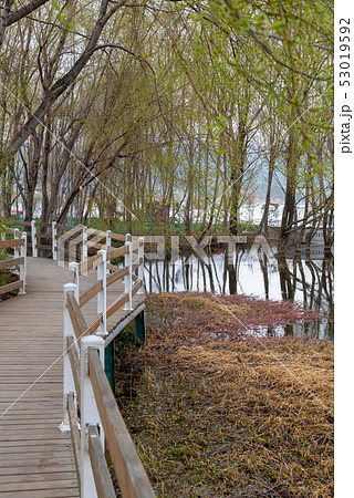 中国 チャイナ 磁器 53019592
