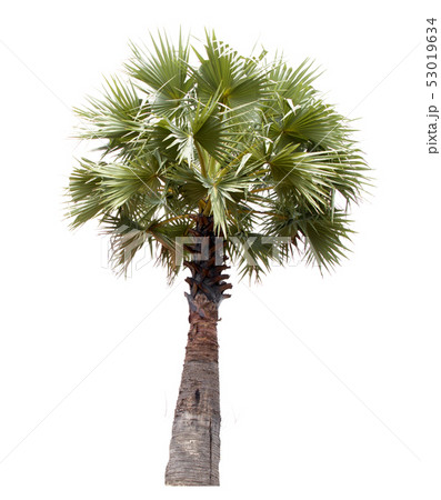 Isolate palm trees. Isolate palm trees. 53019634