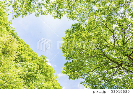 奥大山　新緑のブナ林　木谷沢渓流　5月 53019689