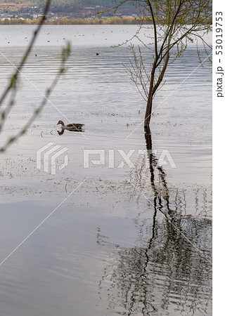 中国 チャイナ 磁器 53019753