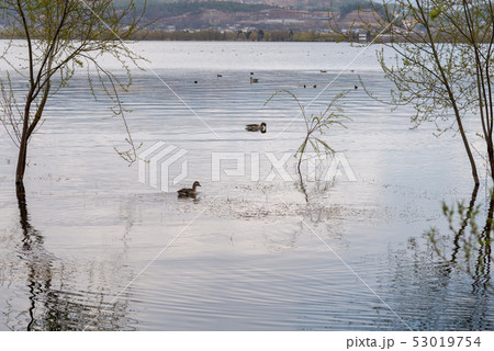 中国 チャイナ 磁器 53019754