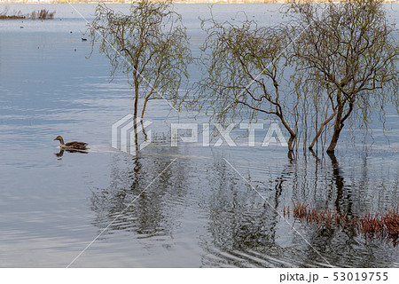 中国 チャイナ 磁器 53019755