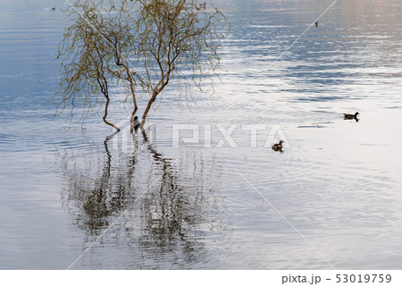 中国 チャイナ 磁器 53019759