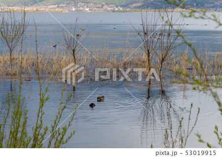 中国 チャイナ 磁器 53019915