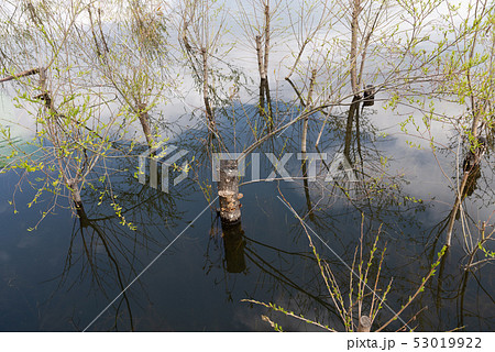 中国 チャイナ 磁器 53019922