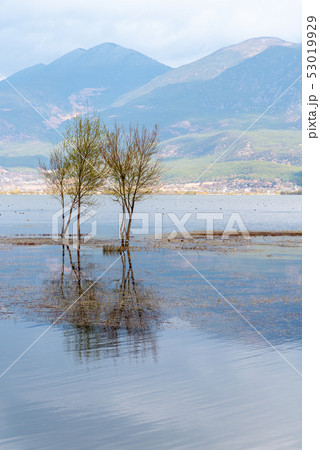 中国 チャイナ 磁器 53019929