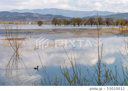 中国 チャイナ 磁器 53020012