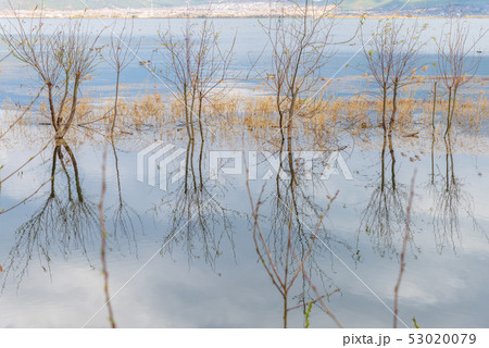 中国 チャイナ 磁器 53020079