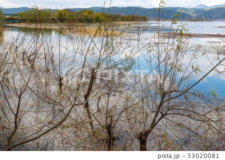 中国 チャイナ 磁器 53020081