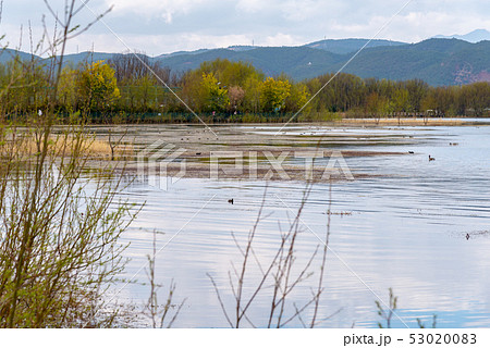 中国 チャイナ 磁器 53020083