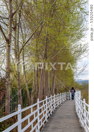 中国 チャイナ 磁器 53020480