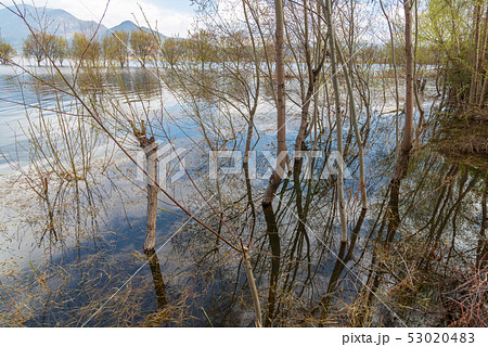 中国 チャイナ 磁器 53020483