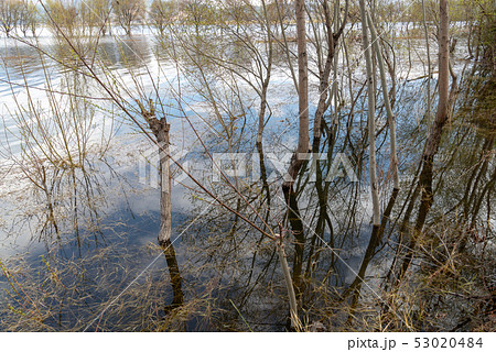 中国 チャイナ 磁器 53020484