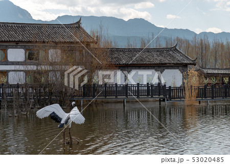 中国 チャイナ 磁器 53020485