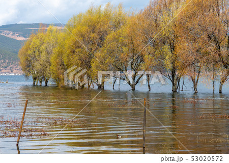 中国 チャイナ 磁器 53020572