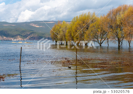 中国 チャイナ 磁器 53020576