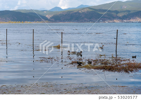 中国 チャイナ 磁器 53020577