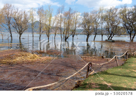 中国 チャイナ 磁器 53020578