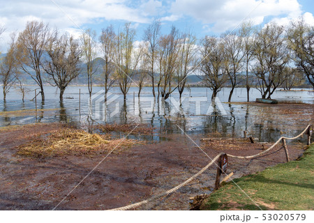 中国 チャイナ 磁器 53020579