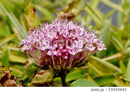 三鷹中原に咲くピンクのボタンクサギ 53020692
