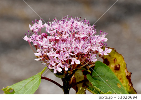 三鷹中原に咲くピンクのボタンクサギ 53020694