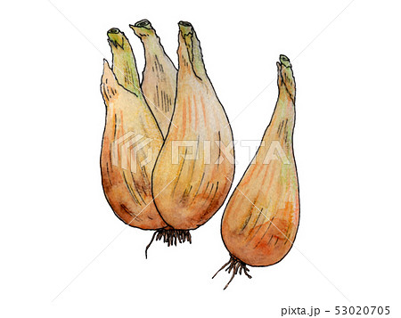 らっきょう 下処理前 Japanese Scallionのイラスト素材