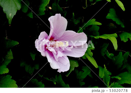 三鷹中原に咲く淡いピンクのムクゲの花 53020778