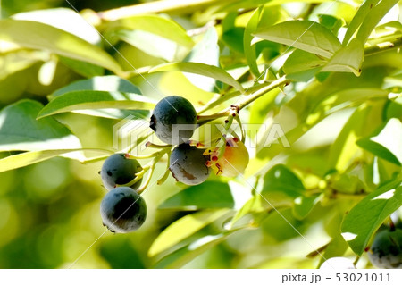三鷹中原になる黒く色づき始めたシャリンバイの実 53021011