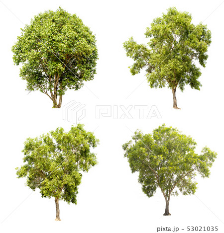 Isolate green tree. Isolate green tree. 53021035