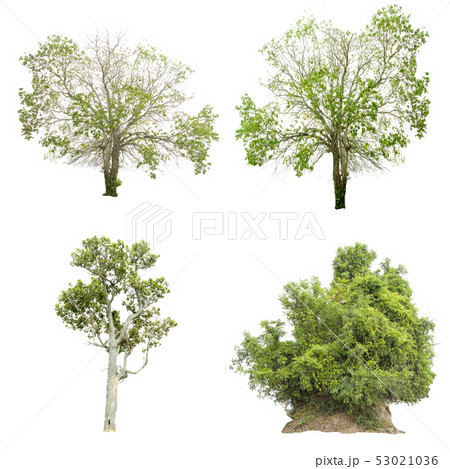 Isolate green tree. Isolate green tree. 53021036