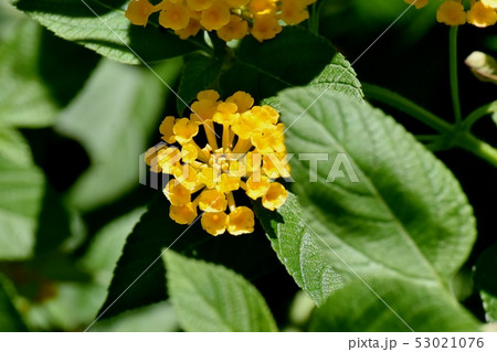 三鷹中原に咲く黄色いランタナ（シチヘンゲ） 53021076