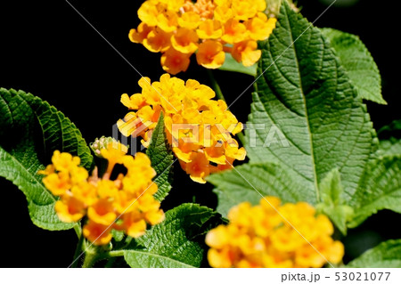 三鷹中原に咲く黄色いランタナ（シチヘンゲ） 53021077