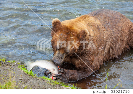 Bear on Alaska 53021716