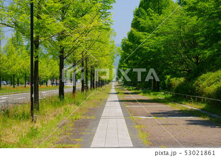 新緑の並木２ 53021861