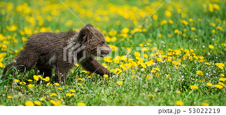 Brown bear cub playing on the summer field Brown bear cub playing on the summer field 53022219
