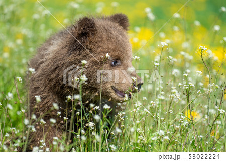 Brown bear cub playing on the summer field 53022224