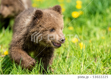 Brown bear cub playing on the summer field 53022225