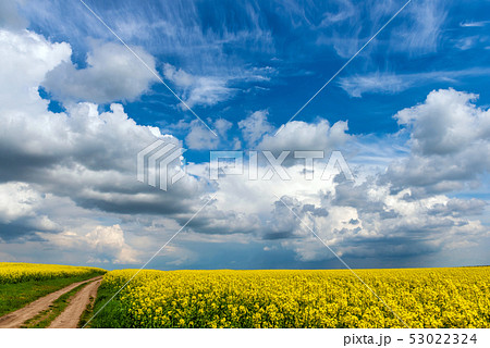 Road in rield of yellow rapeseed against and blue Road in rield of yellow rapeseed against and blue 53022324