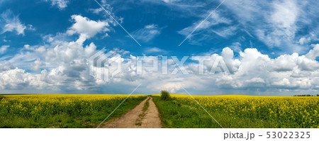 Road in rield of yellow rapeseed against and blue Road in rield of yellow rapeseed against and blue 53022325