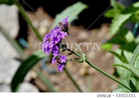 三鷹中原に咲く紫色の宿根バーベナ 三鷹中原に咲く紫色の宿根バーベナ 53022331